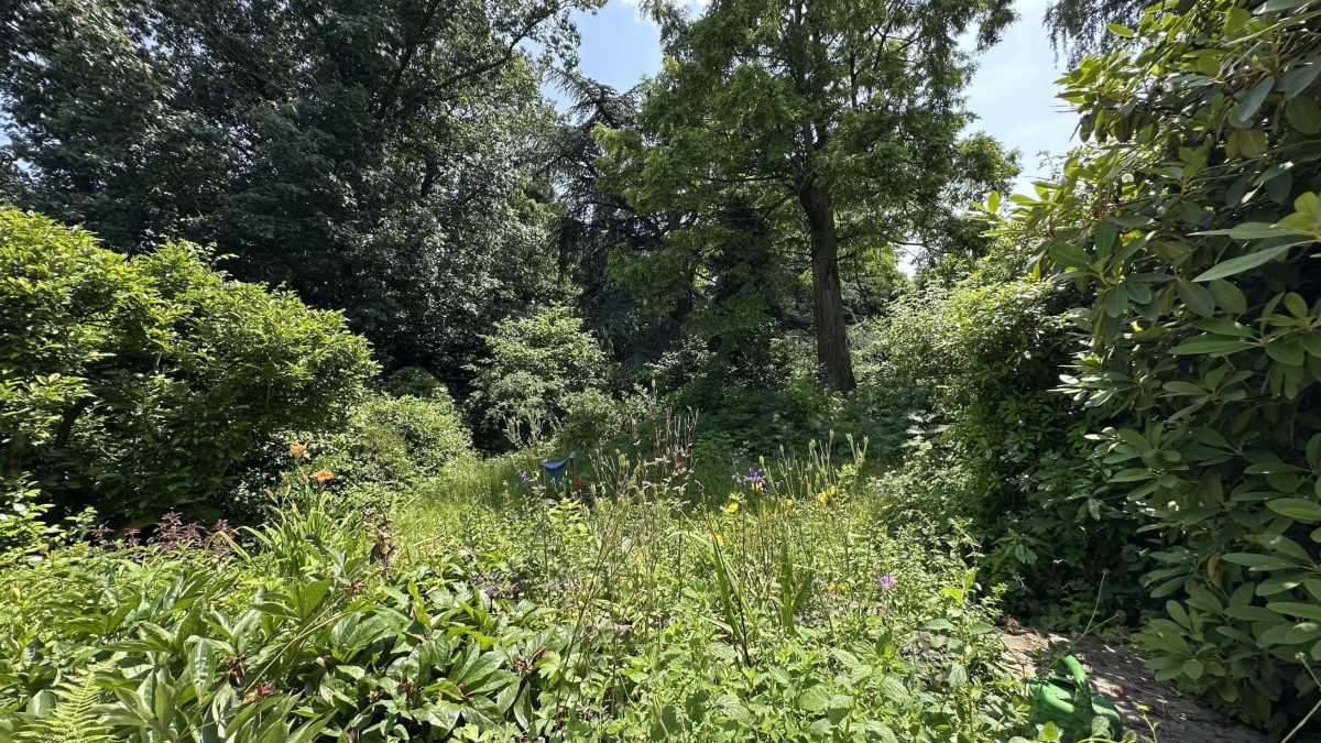 Blick in Garten und Siepe