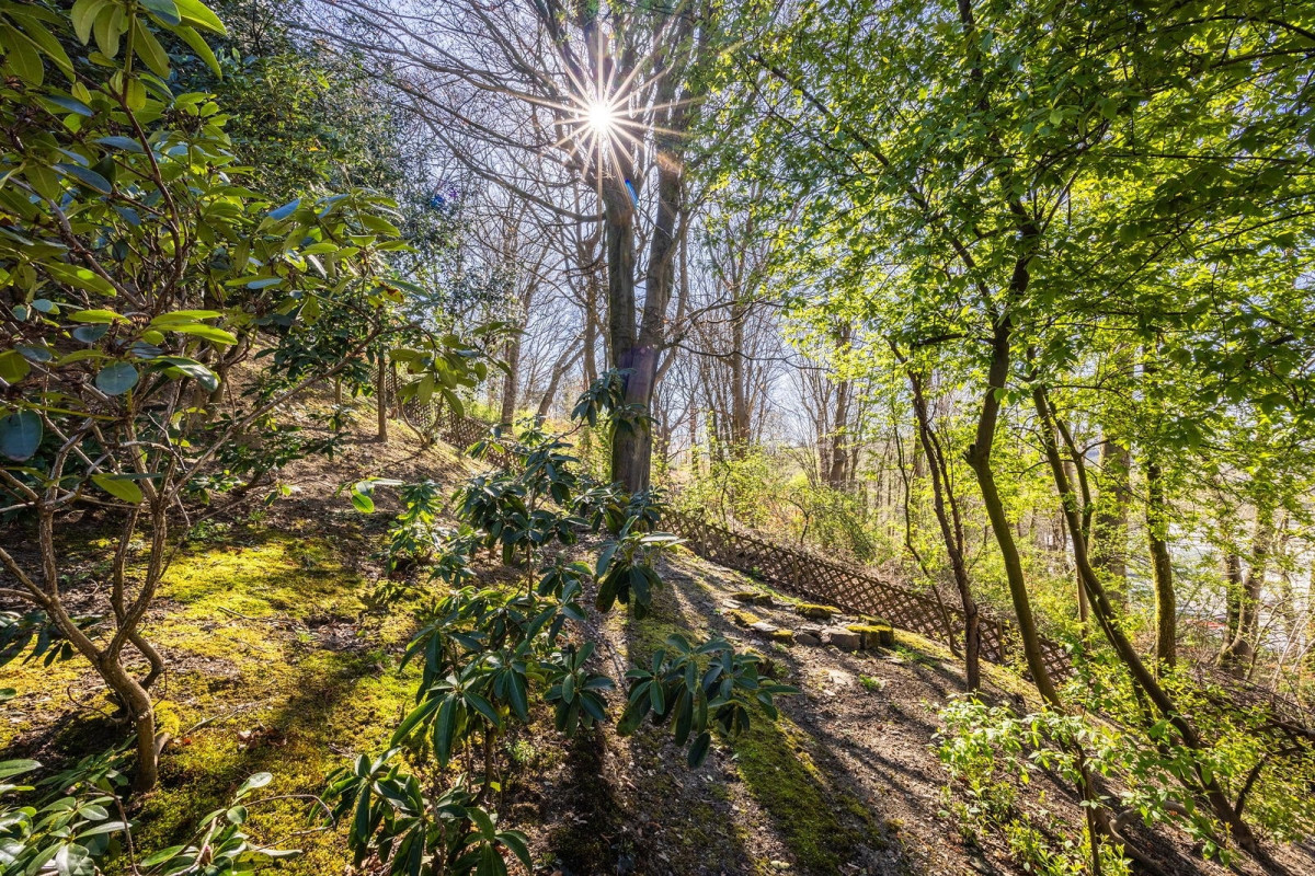 Blick aus dem Garten zum Wald